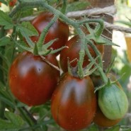 tomatini-prune-noire